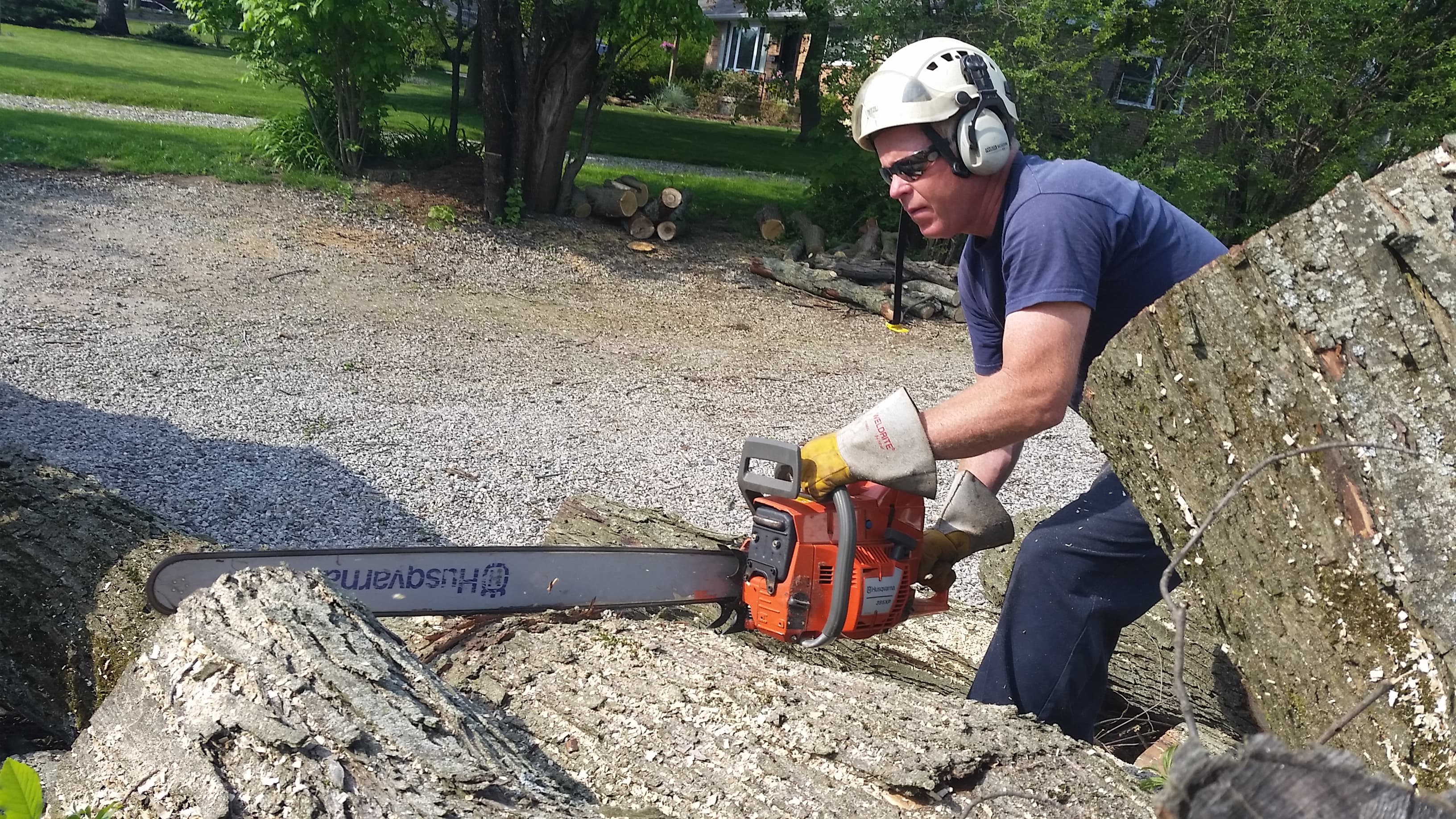 Beaver Tree Removal crew member bucking a large log with a chainsaw