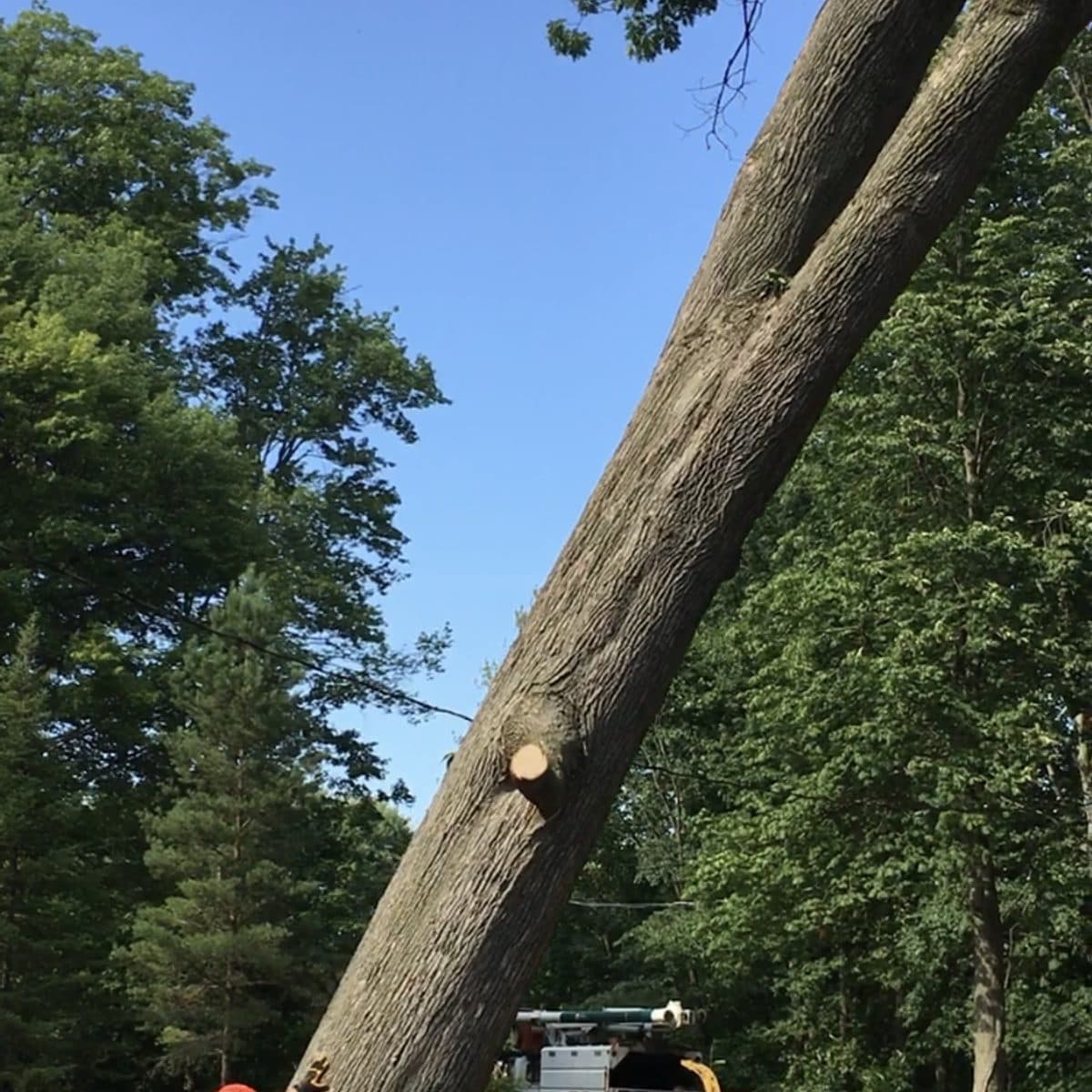 Crew member making the felling cut on a large leaning trunk