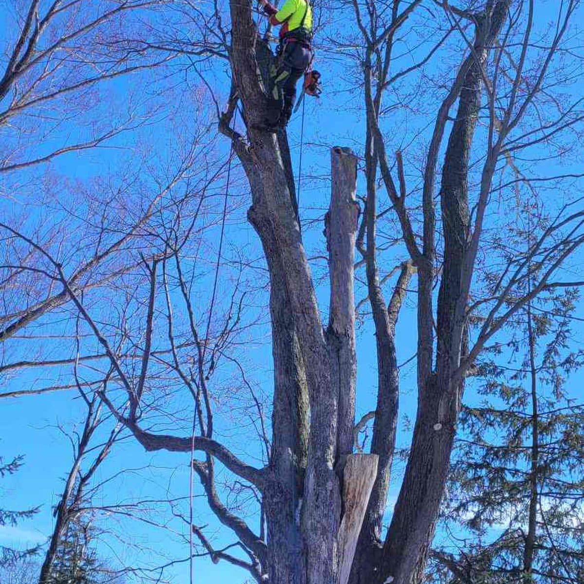 Climber high in a bare tree under a clear winter sky