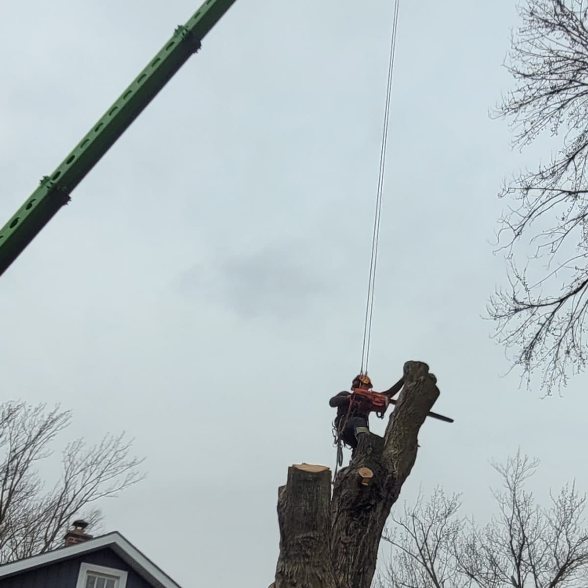 Mobile crane lifting a climber to take down a large trunk beside a house