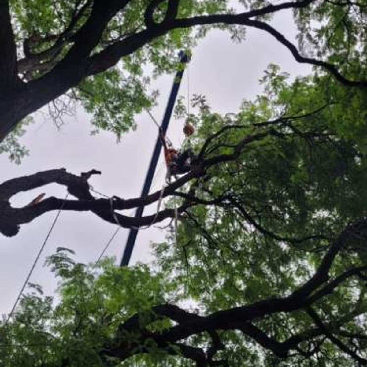 Crane-assisted removal high in a large leafy tree