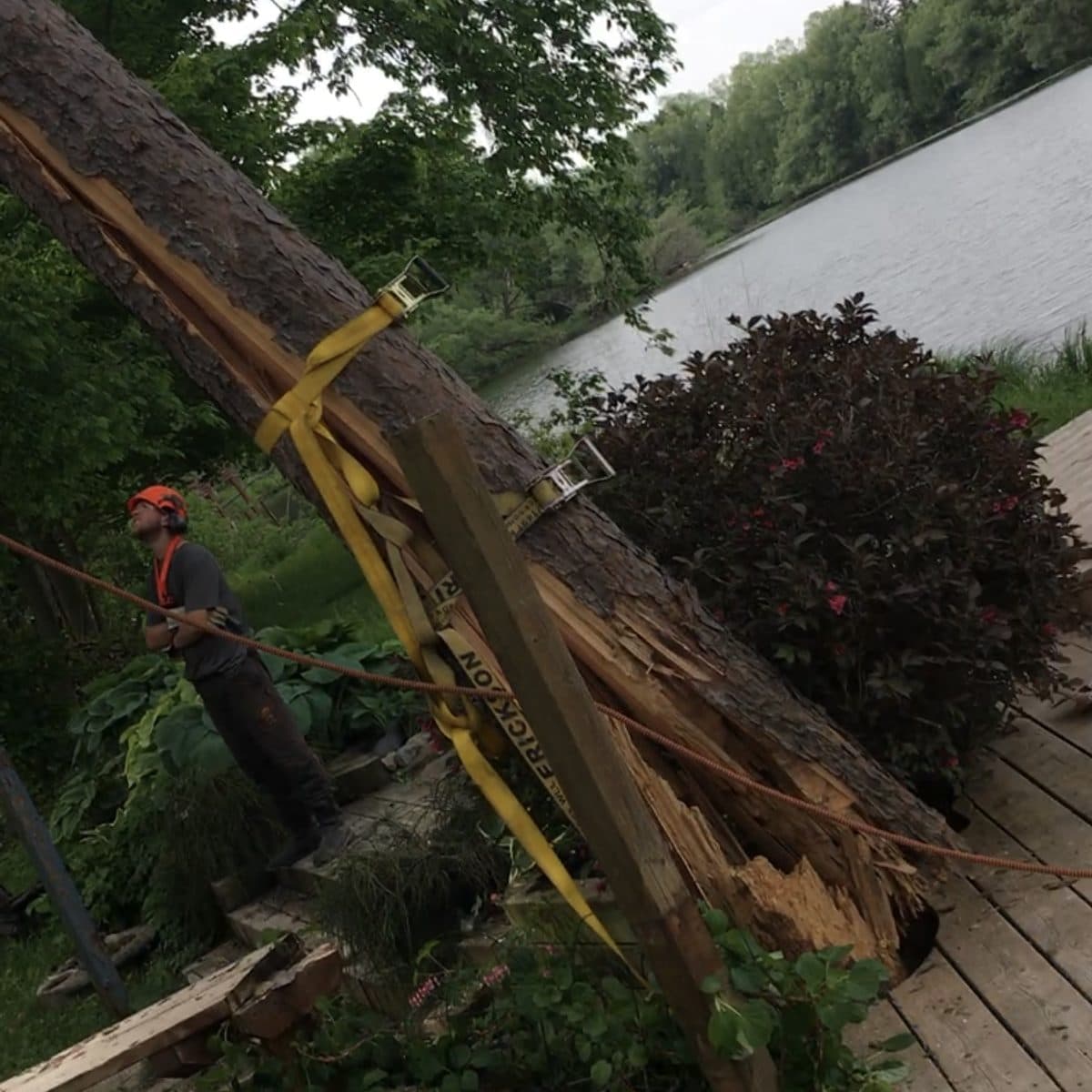 Lowering a strapped trunk on a lakeside removal