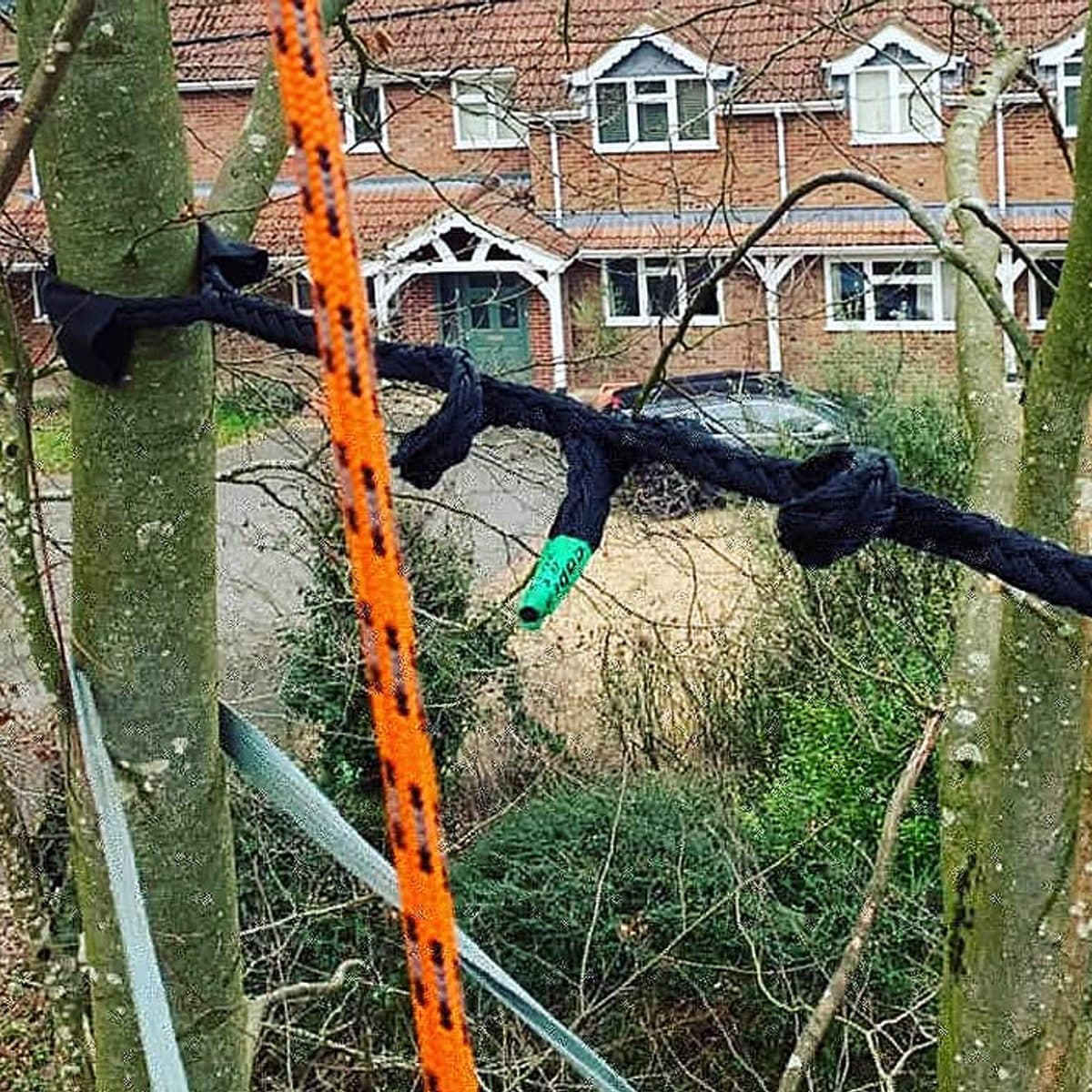 Rigging lines set in a tree during a controlled removal