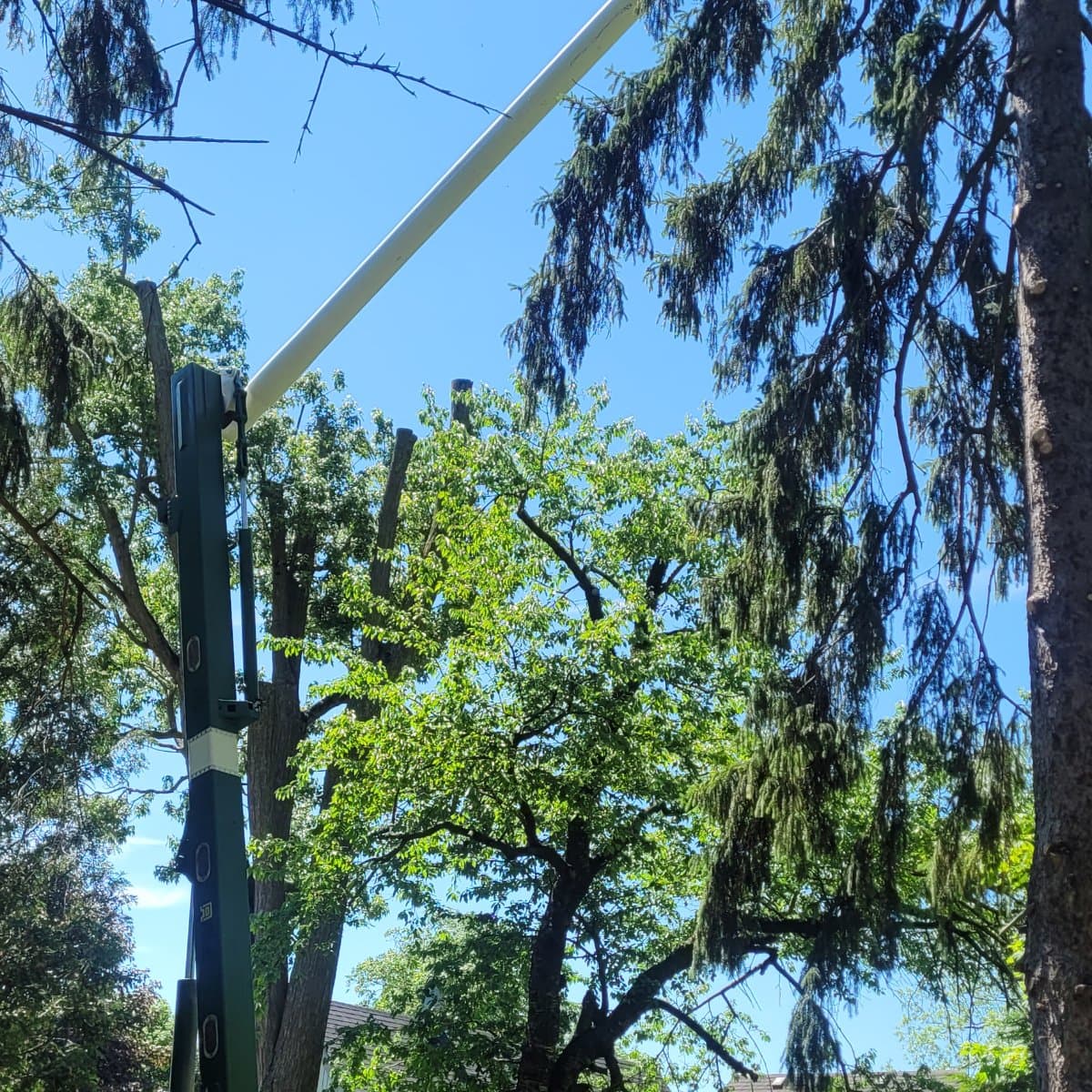 Beaver Tree Removal job photo