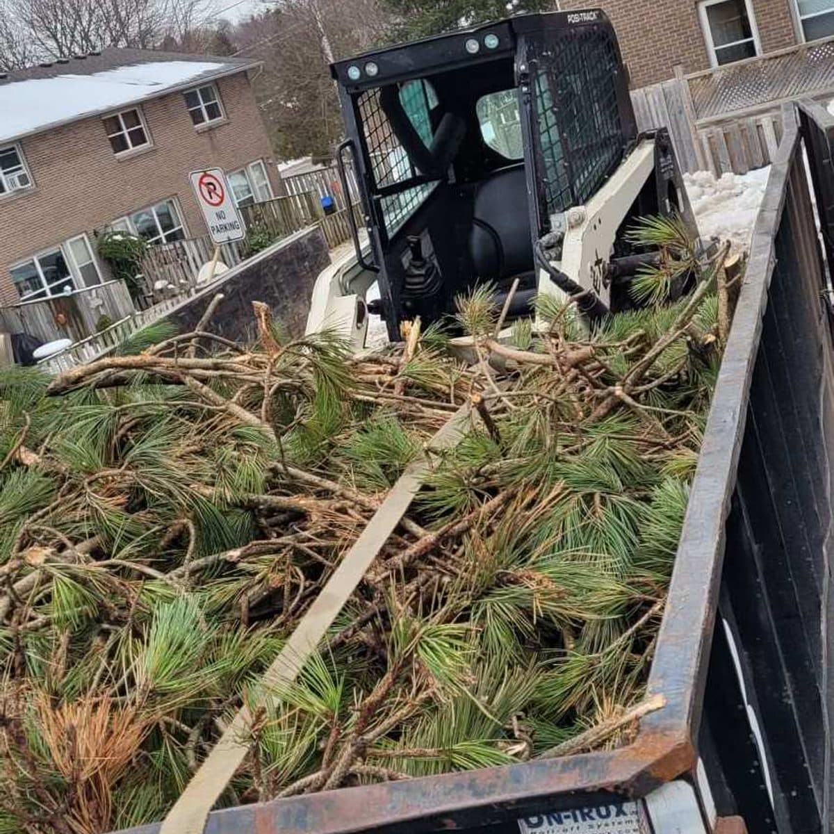 Skid steer loading pine brush into the bin truck for haul-away
