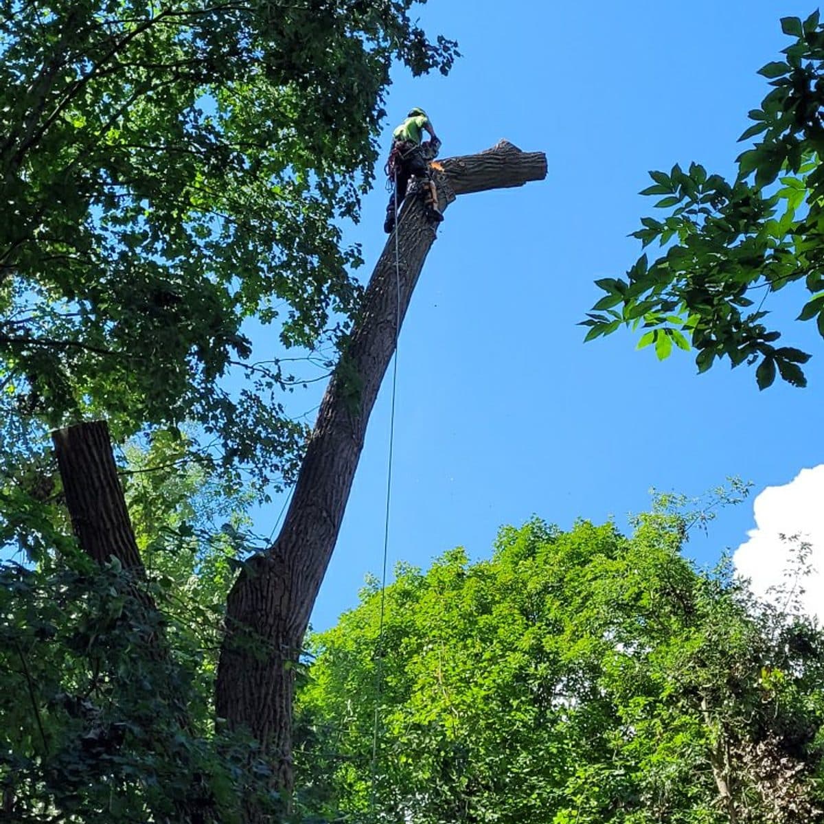 Climber topping a tall spar against the treeline