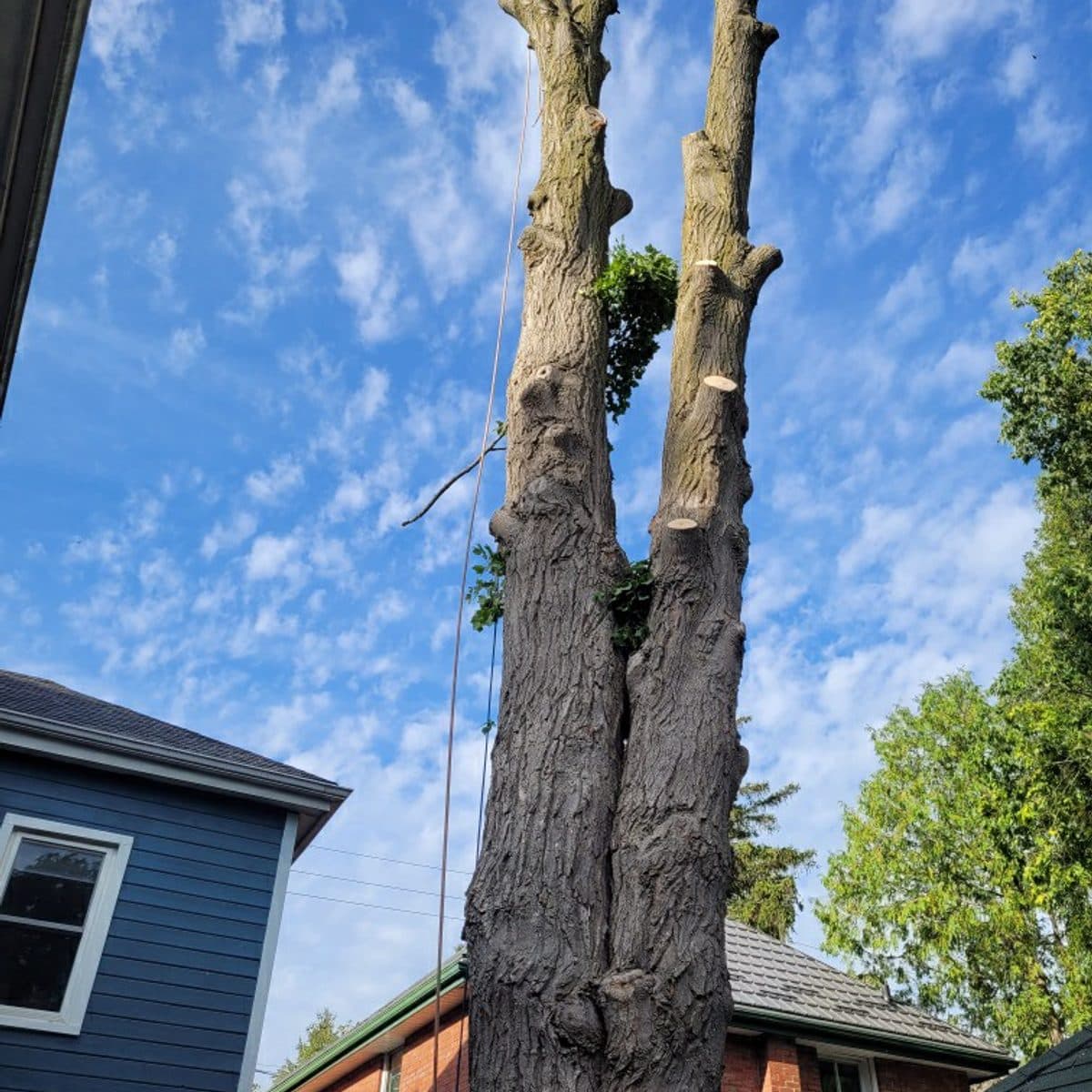 Two tall bare spars ready for removal beside a house