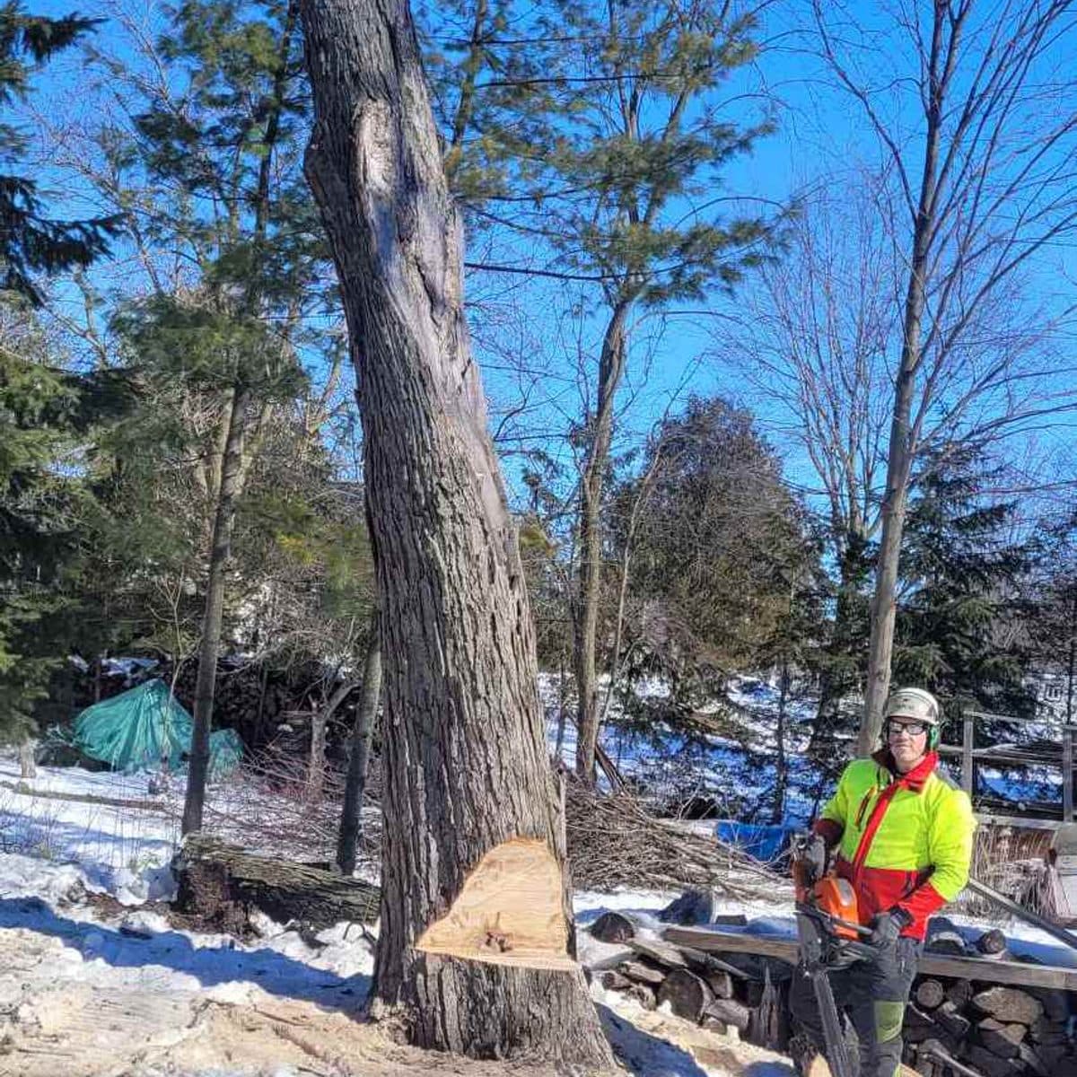 Certified climber roped high in a tall tree