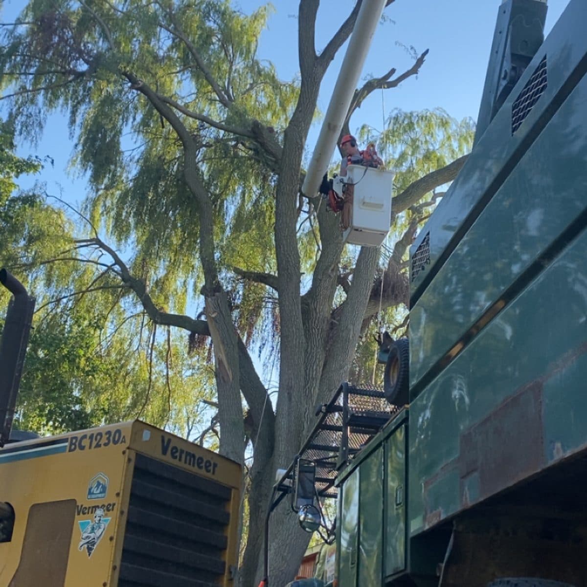 Bucket truck and Vermeer chipper removing a large willow tree