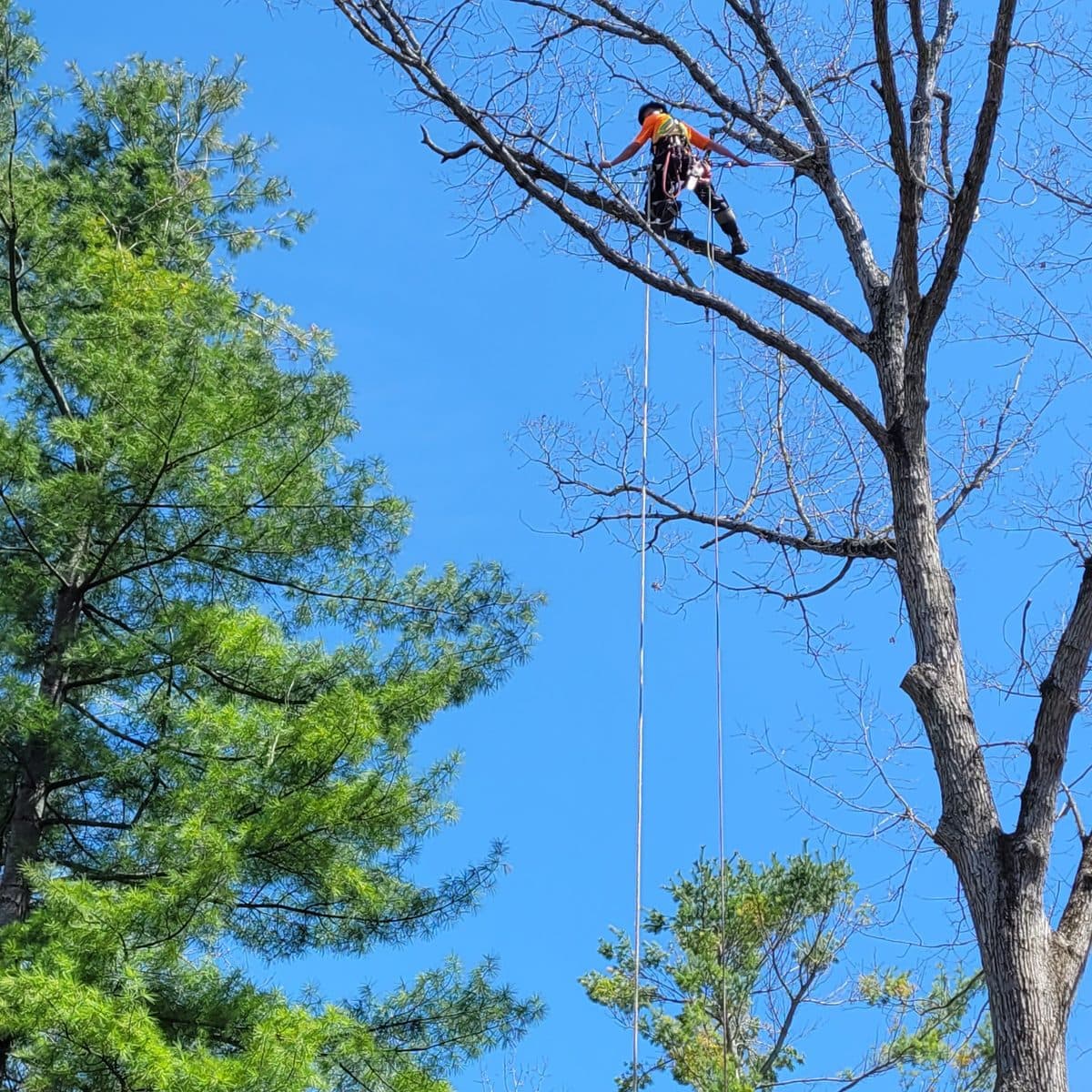 Climber working high in tall pines against a clear blue sky