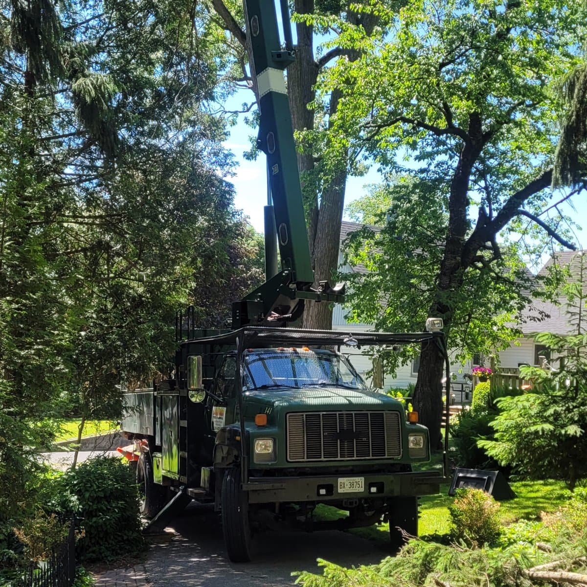Beaver Tree Removal job photo