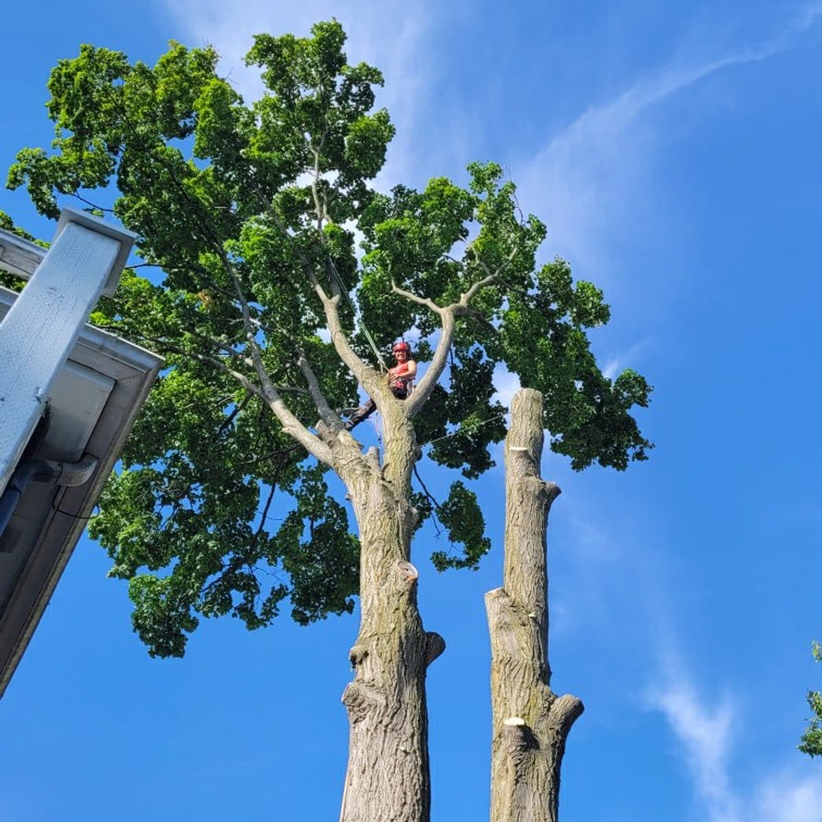 Climber high in a large two-trunk maple against a blue sky