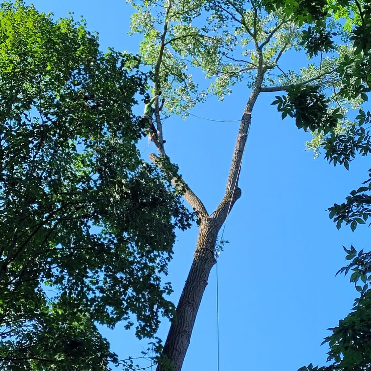 Tall hardwood rigged with lowering lines against a blue sky