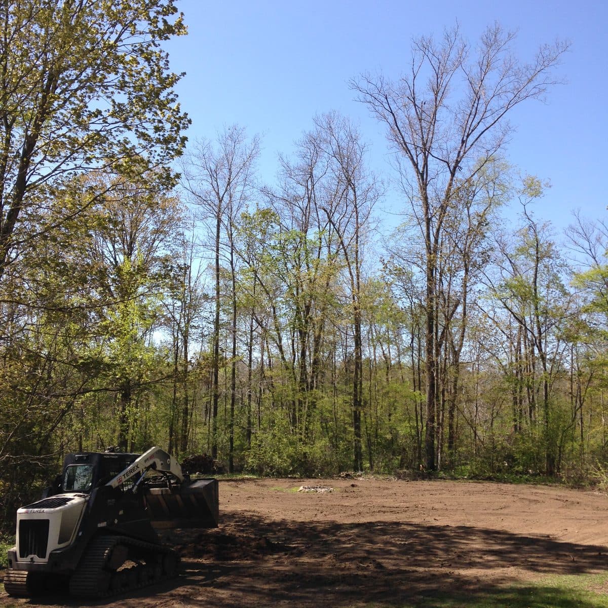 Clearing along a row of pines on a rural property