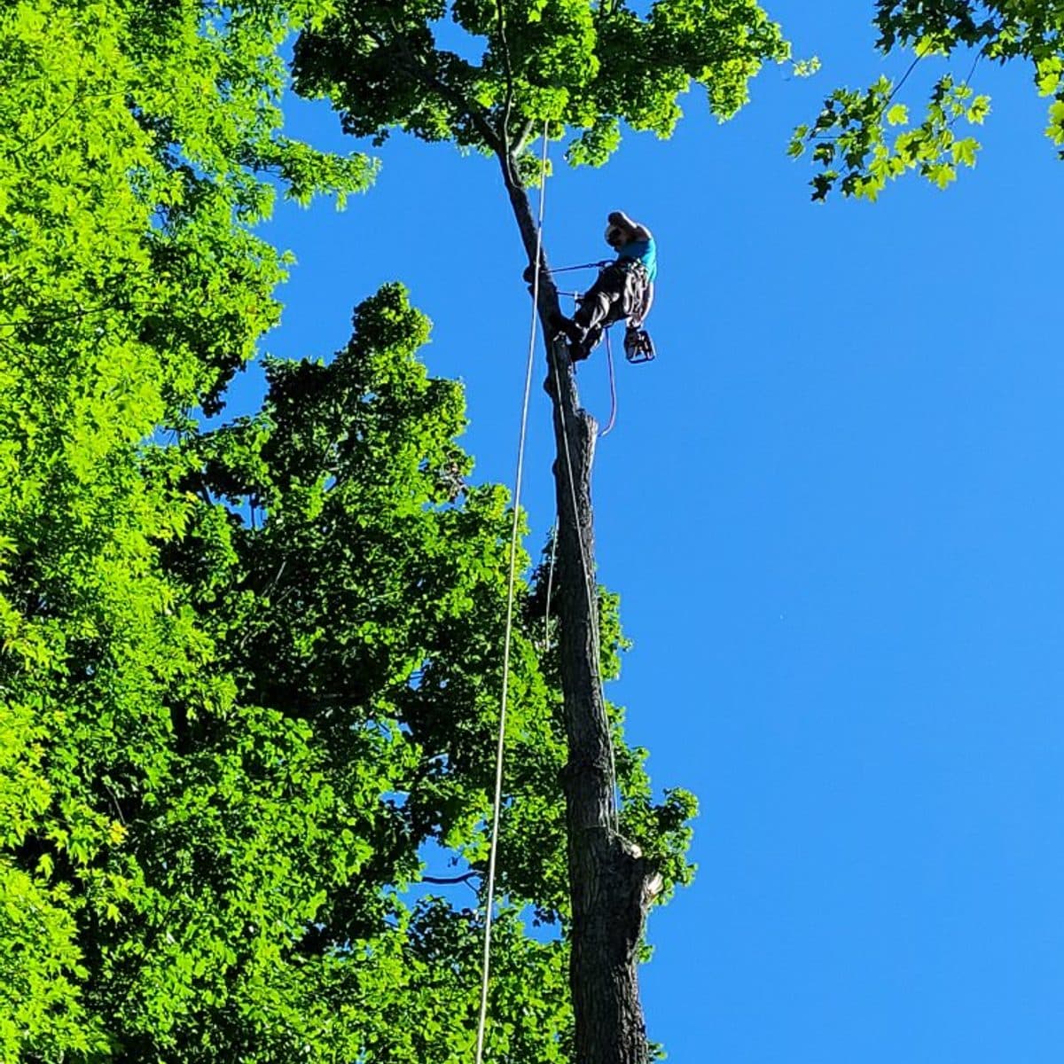 Certified climber roped high in a leafy tree during a removal