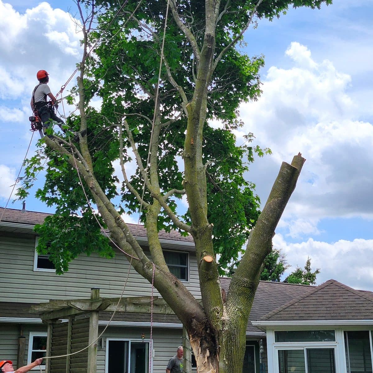Climber sectioning a backyard tree while the crew works below