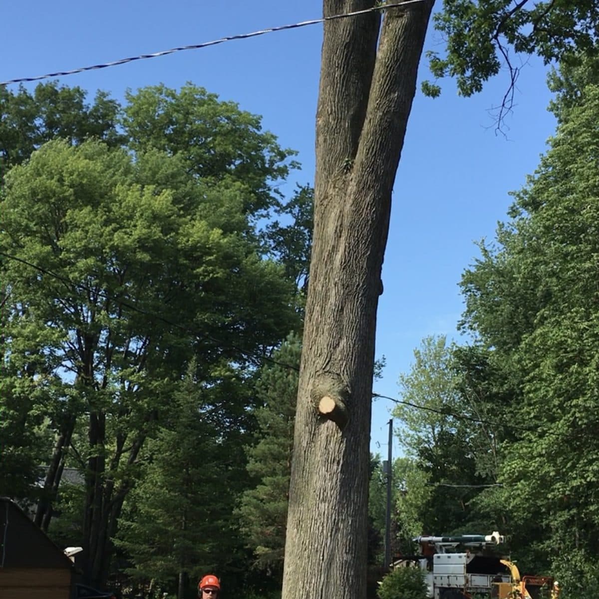 Tall hardwood being taken down section by section in a backyard