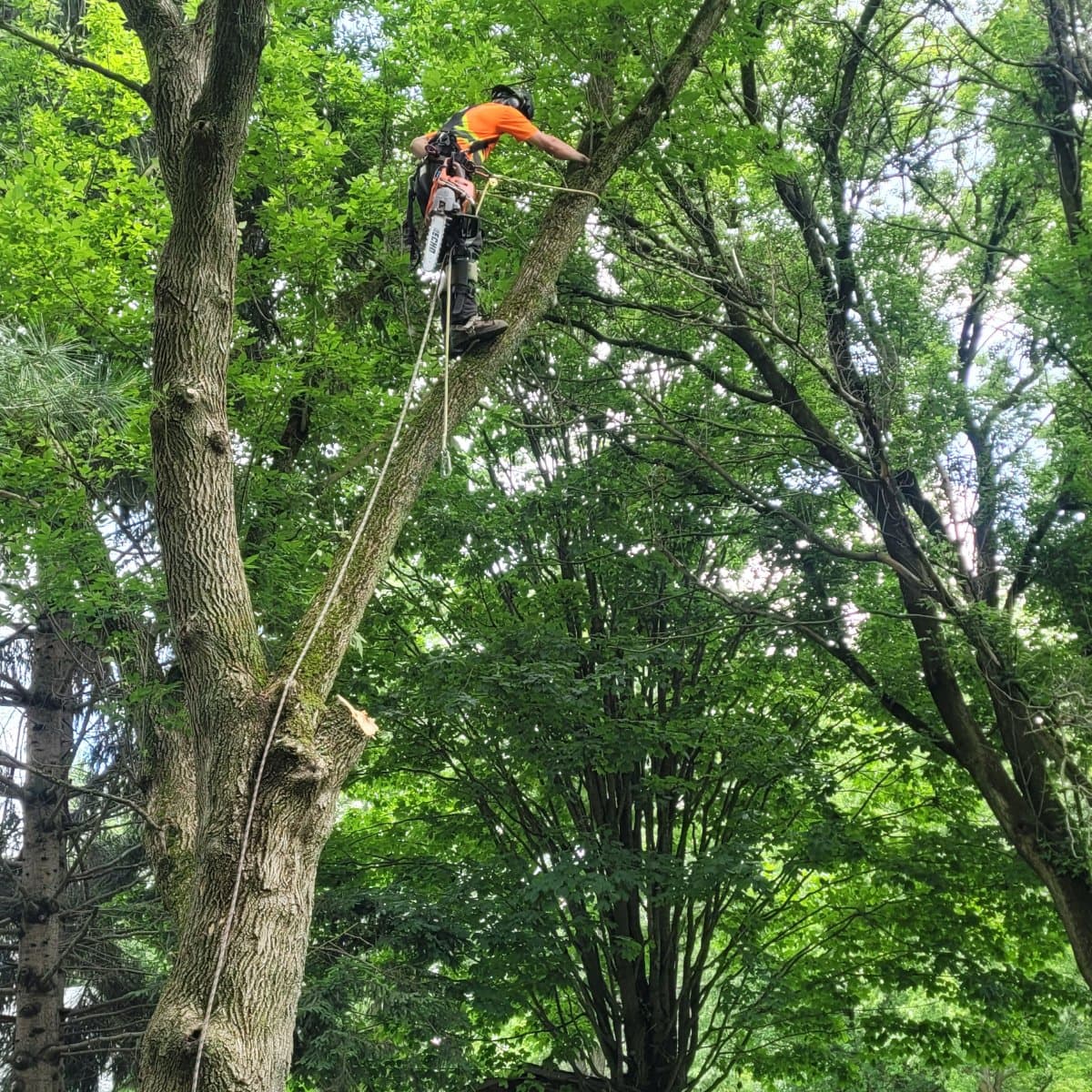 Beaver Tree Removal job photo