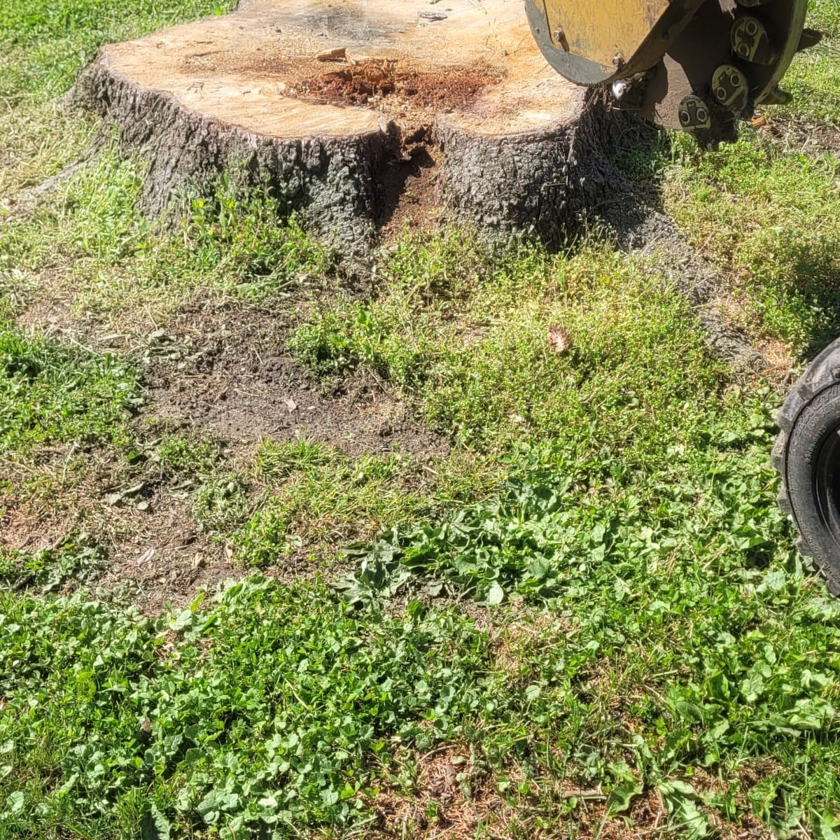 Beaver Tree Removal job photo
