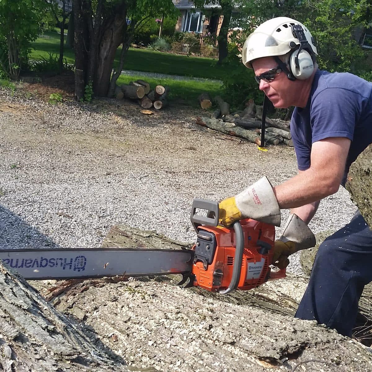 Crew member bucking a large log with a Husqvarna chainsaw