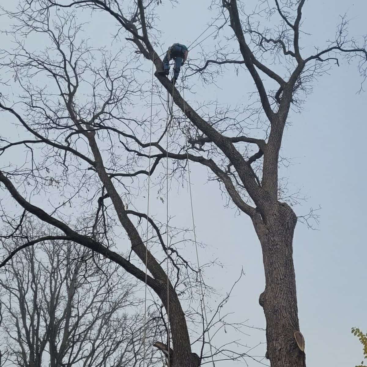 Certified climber working high in a bare hardwood