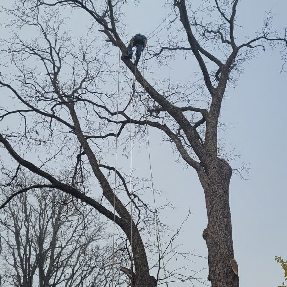 Certified climber working high in a bare hardwood