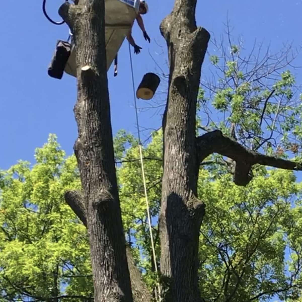 Bucket lift reaching between two tall bare spars