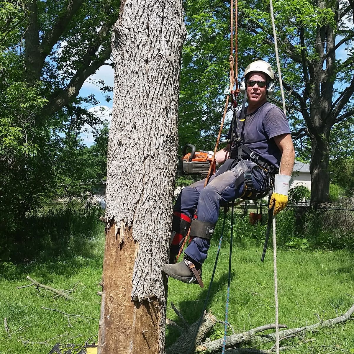 Climber resting in harness partway up a stripped trunk