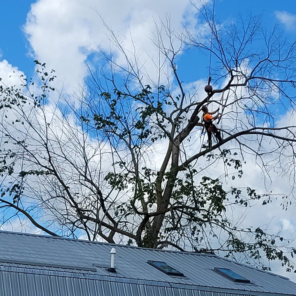 Beaver Tree Removal job photo